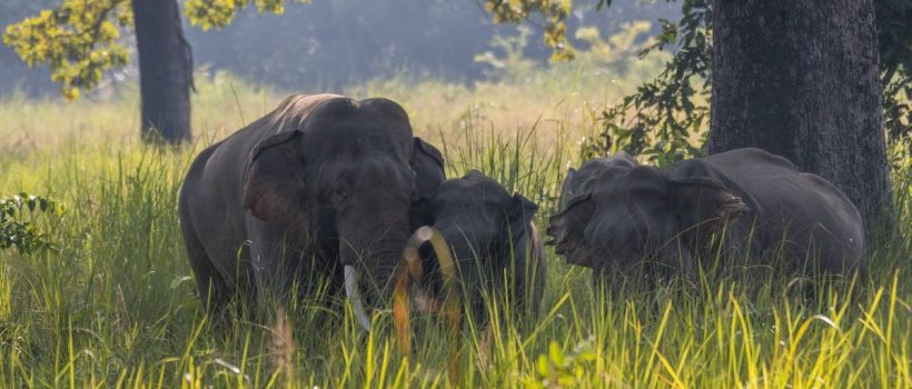 elephant new