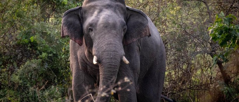 elephant