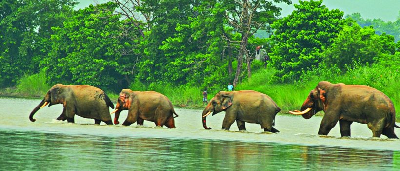 elephants