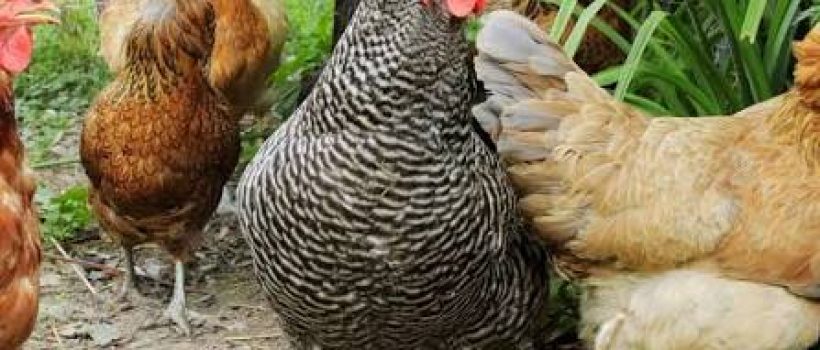local chicken