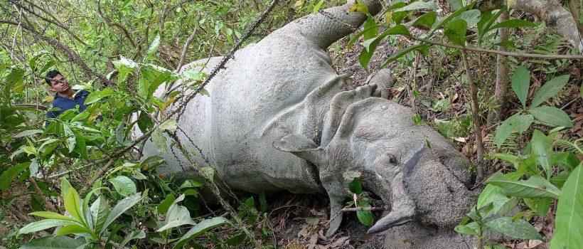 rhino-death