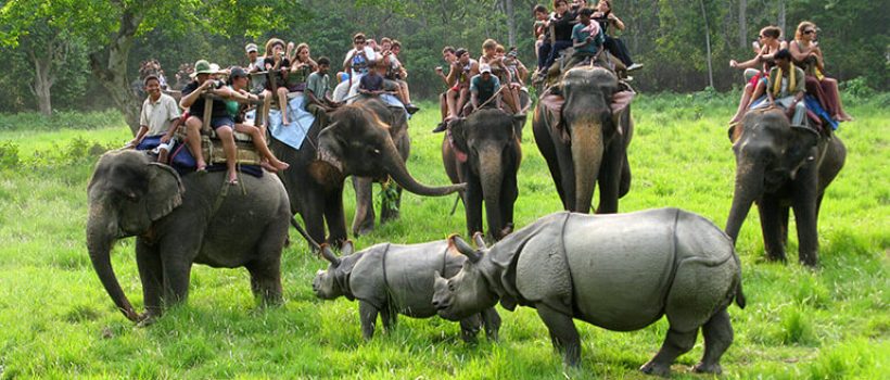 sauraha